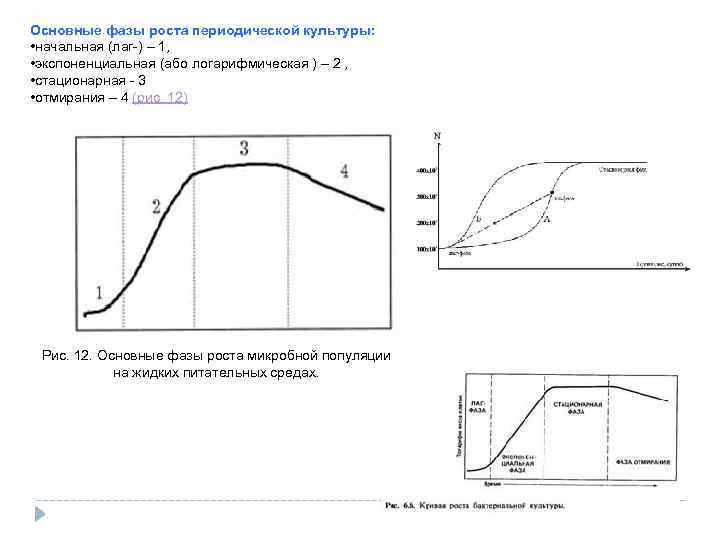 Основные фазы роста периодической культуры: • начальная (лаг-) – 1, • экспоненциальная (або логарифмическая