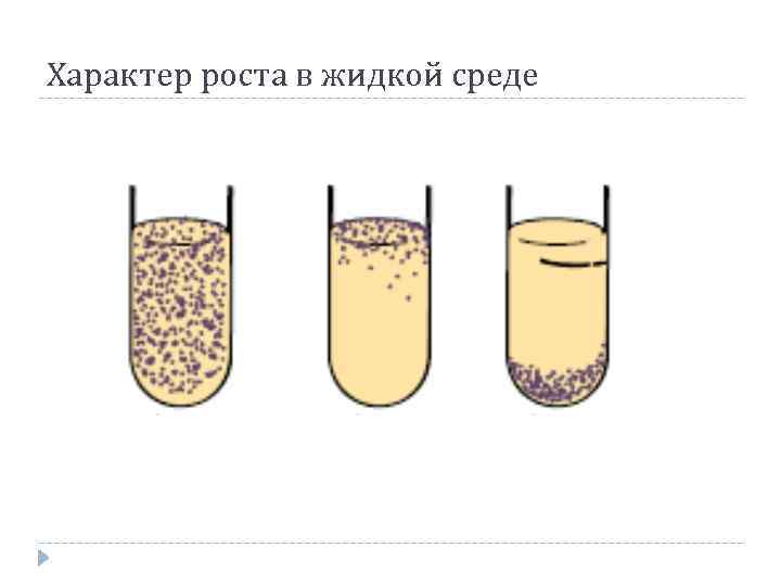 Характер роста в жидкой среде 