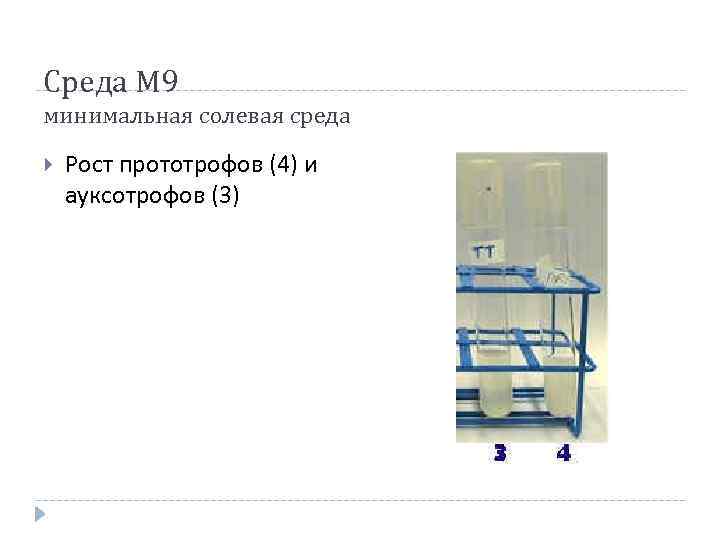 Среда М 9 минимальная солевая среда Рост прототрофов (4) и ауксотрофов (3) 