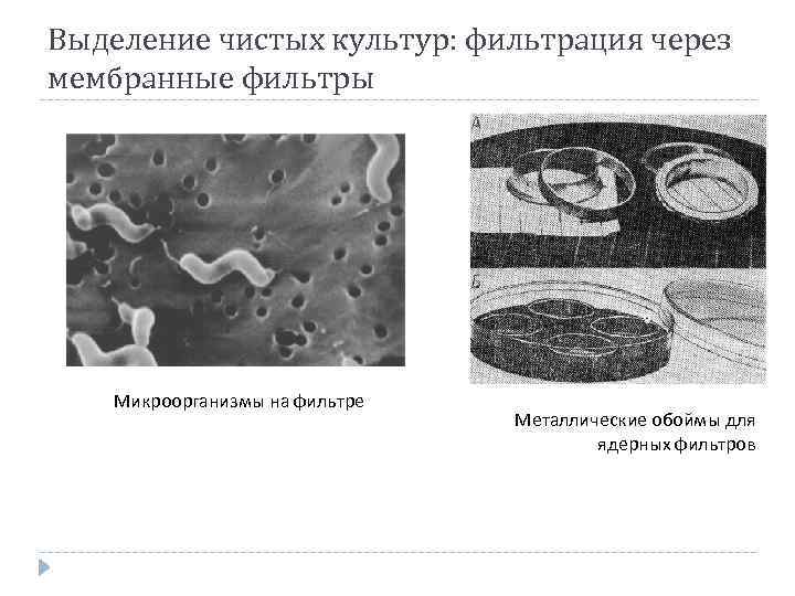 Выделение чистых культур: фильтрация через мембранные фильтры Микроорганизмы на фильтре Металлические обоймы для ядерных