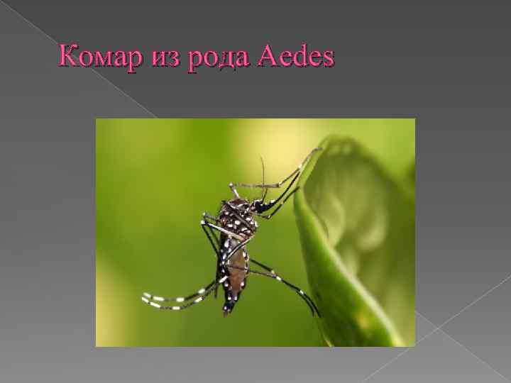 Комар из рода Aedes 