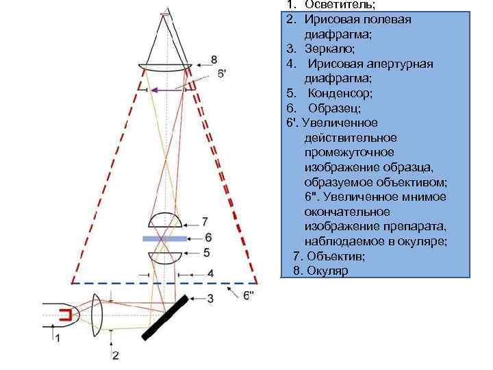 1. Осветитель; 2. Ирисовая полевая диафрагма; 3. Зеркало; 4. Ирисовая апертурная диафрагма; 5. Конденсор;