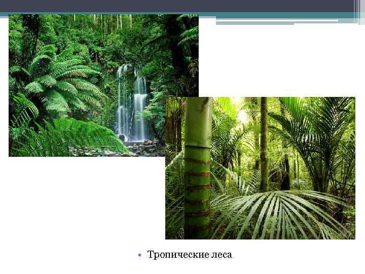  • Тропические леса 
