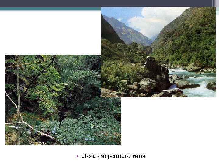  • Леса умеренного типа 