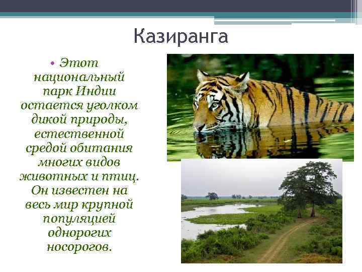 Казиранга • Этот национальный парк Индии остается уголком дикой природы, естественной средой обитания многих