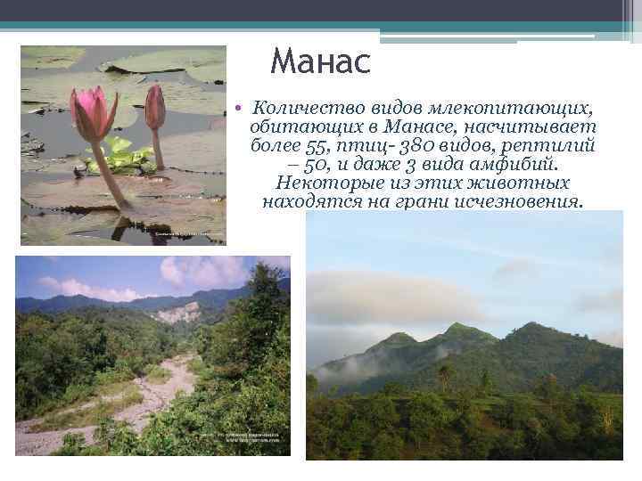 Манас • Количество видов млекопитающих, обитающих в Манасе, насчитывает более 55, птиц- 380 видов,