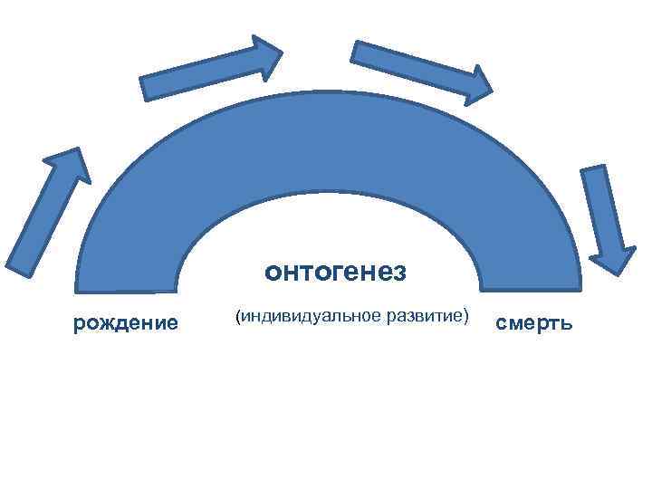 онтогенез рождение (индивидуальное развитие) смерть 