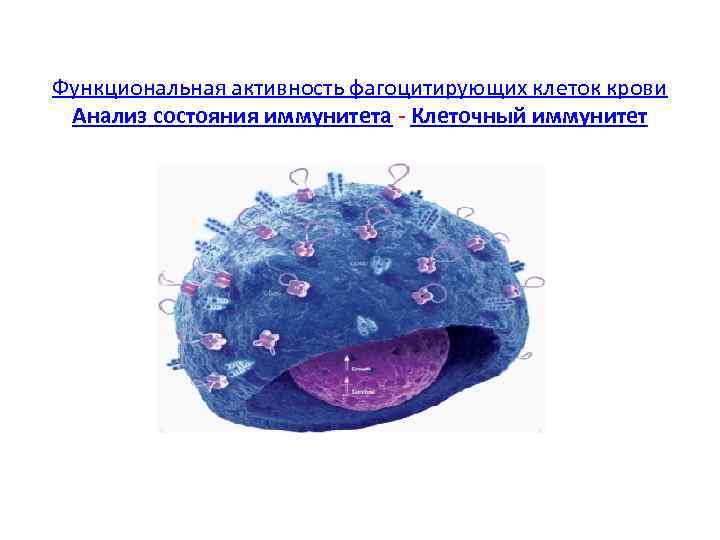 Функциональная активность фагоцитирующих клеток крови Анализ состояния иммунитета - Клеточный иммунитет 