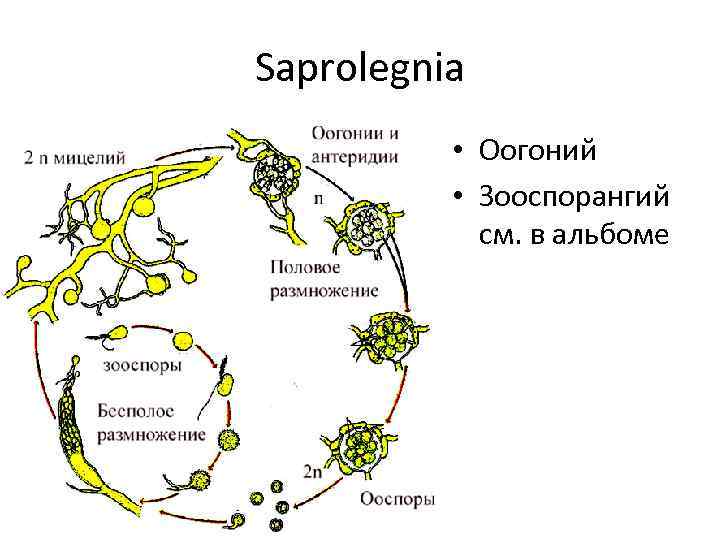 Saprolegnia • Оогоний • Зооспорангий см. в альбоме 