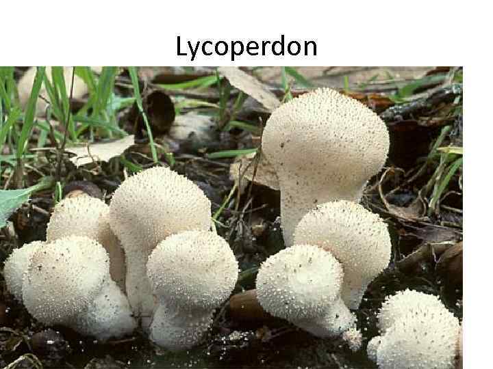 Lycoperdon 