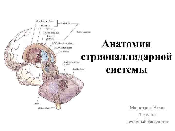 Анатомия стриопаллидарной системы Малютина Елена 5 группа лечебный факультет 