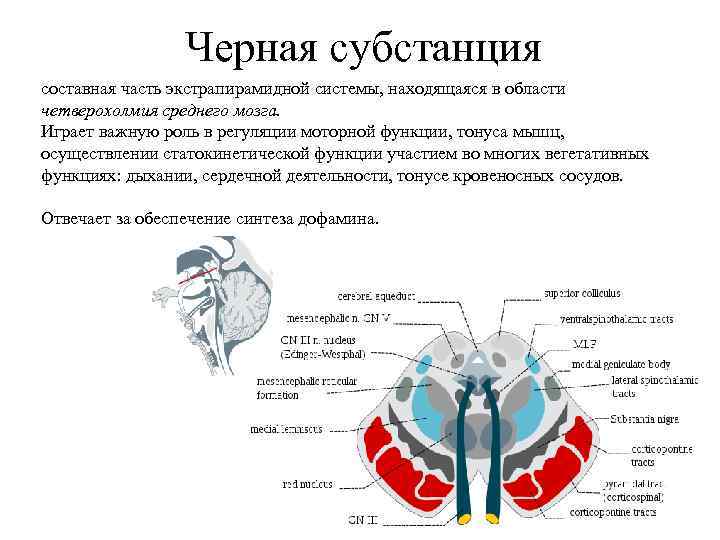 Черная субстанция составная часть экстрапирамидной системы, находящаяся в области четверохолмия среднего мозга. Играет важную