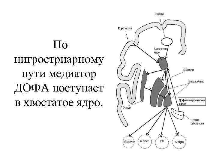  По нигростриарному пути медиатор ДОФА поступает в хвостатое ядро. 