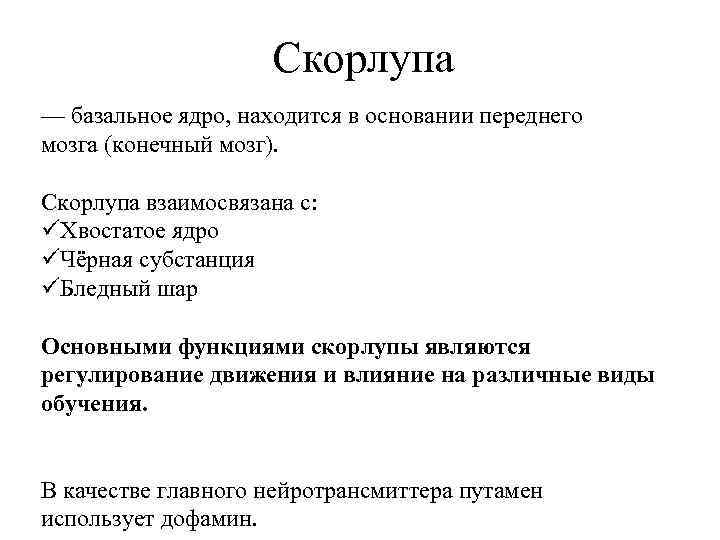 Скорлупа — базальное ядро, находится в основании переднего мозга (конечный мозг). Скорлупа взаимосвязана с: