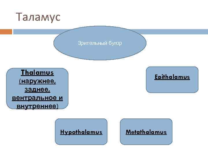 Таламус Зрительный бугор Thalamus (наружнее, заднее, вентральное и внутреннее) Hypothalamus Epithalamus Metathalamus 