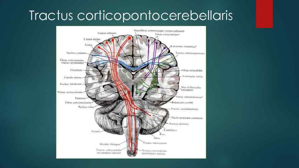Tractus corticopontocerebellaris 