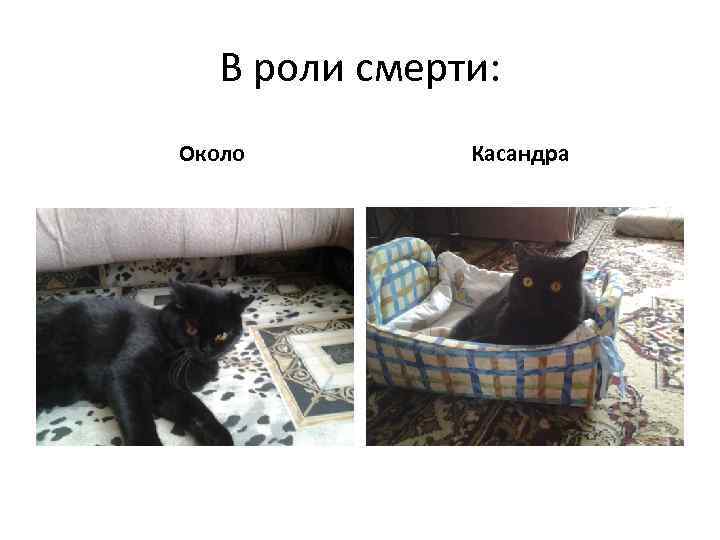 В роли смерти: Около Касандра 