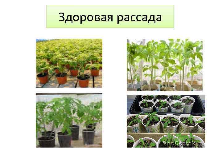 Здоровая рассада 