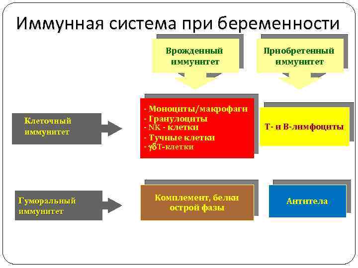 Иммунная система при беременности Врожденный иммунитет Клеточный иммунитет - Моноциты/макрофаги - Гранулоциты - NK