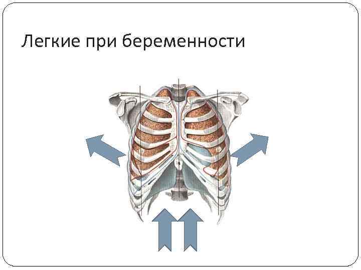 Легкие при беременности 