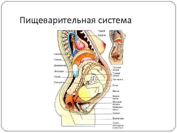 Органы беременной женщины расположение в картинках