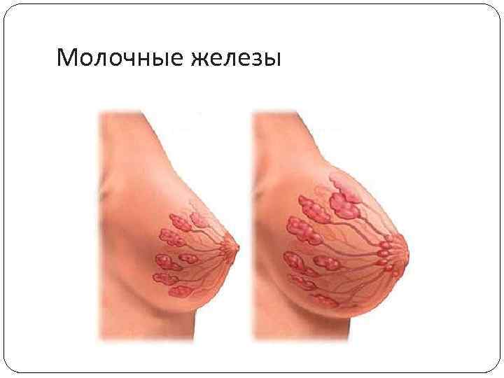 Молочные железы 