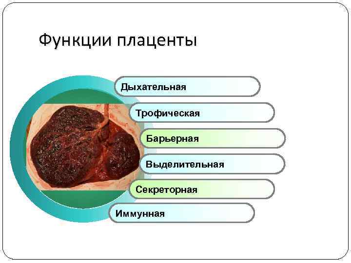 Функции плаценты Дыхательная Трофическая Барьерная Выделительная Секреторная Иммунная 