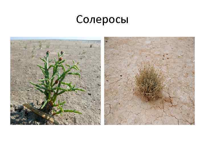 Солеросы 