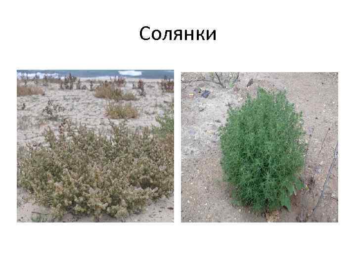 Солянки 