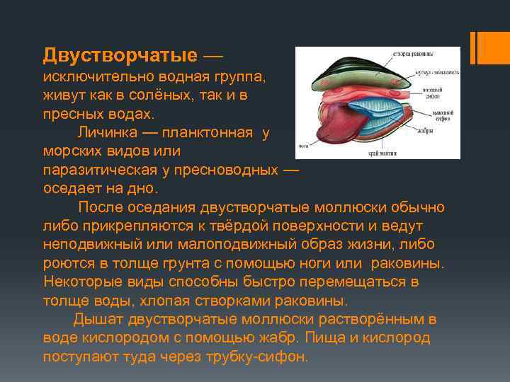 Двустворчатые — исключительно водная группа, живут как в солёных, так и в пресных водах.