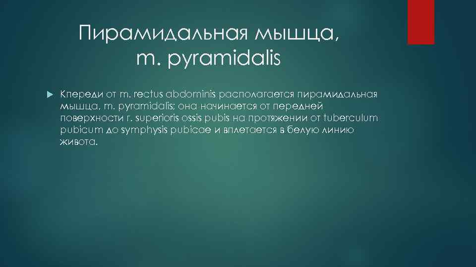 Пирамидальная мышца, m. pyramidalis Кпереди от m. rectus abdominis располагается пирамидальная мышца, m. pyramidalis;
