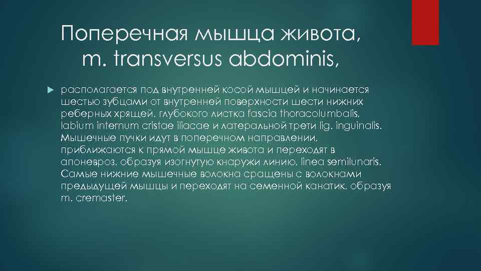 Поперечная мышца живота, m. transversus abdominis, располагается под внутренней косой мышцей и начинается шестью