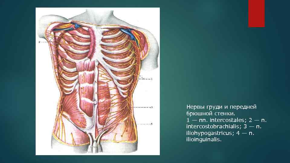 Нервы груди и передней брюшной стенки. 1 — nn. intercostales; 2 — n. intercostobrachialis;