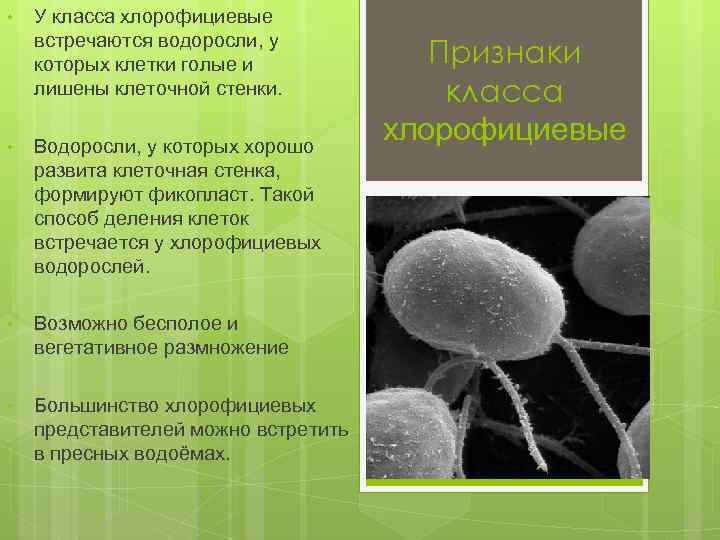  • У класса хлорофициевые встречаются водоросли, у которых клетки голые и лишены клеточной