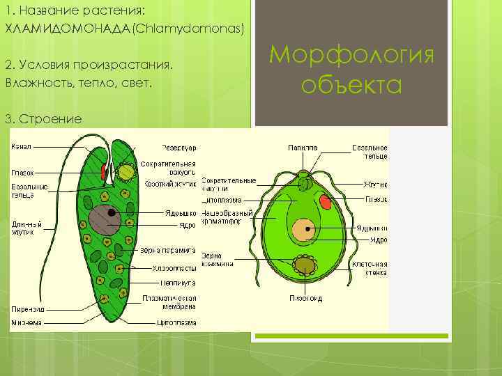 Хламидомонада строение