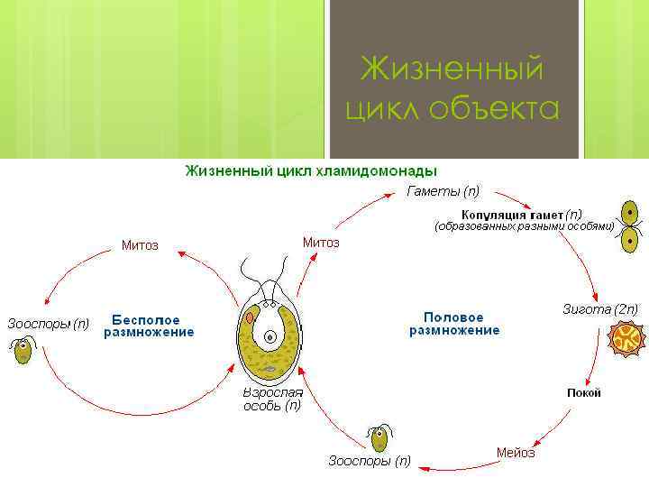 Балантидий жизненный цикл схема