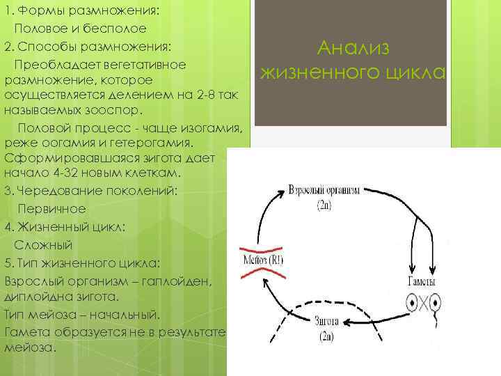 1. Формы размножения: Половое и бесполое 2. Способы размножения: Преобладает вегетативное размножение, которое осуществляется