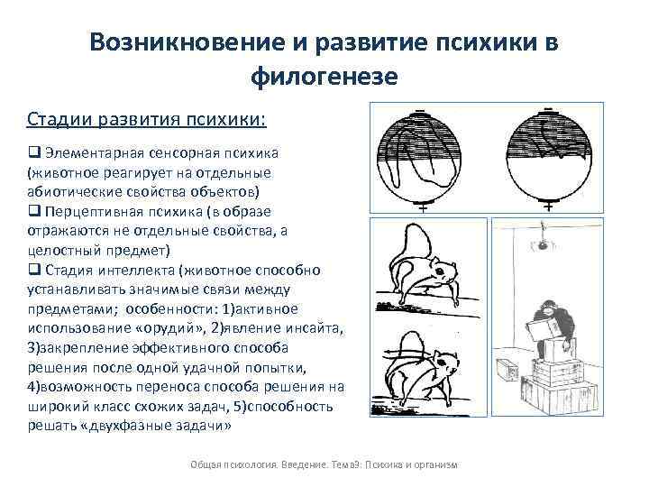 Сенсорная стадия развития психики животных