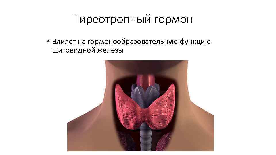 Тиреотропный гормон • Влияет на гормонообразовательную функцию щитовидной железы 