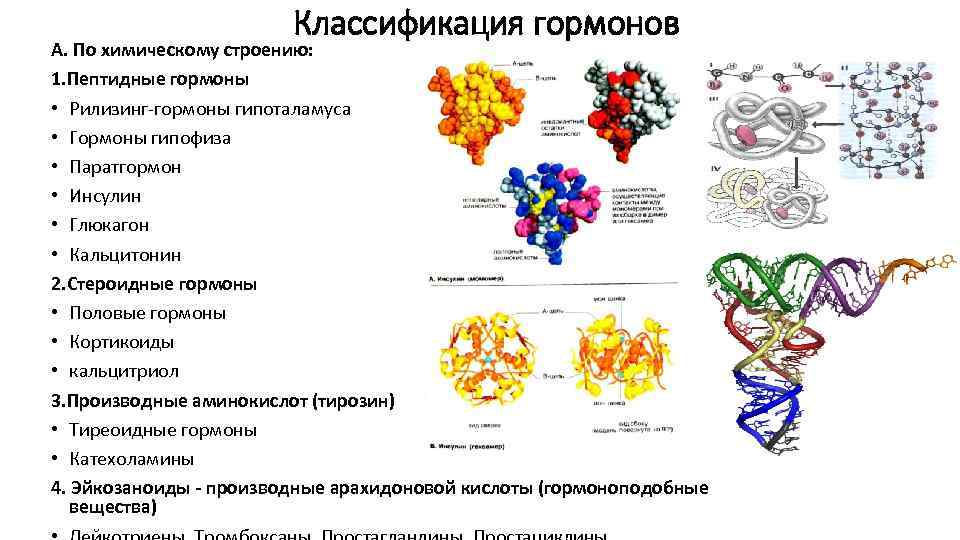Классификация гормонов А. По химическому строению: 1. Пептидные гормоны • Рилизинг-гормоны гипоталамуса • Гормоны