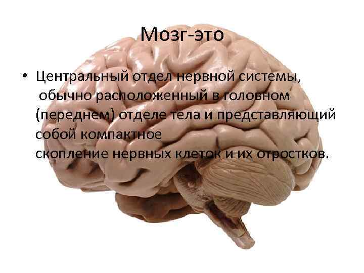 Мозг-это • Центральный отдел нервной системы, обычно расположенный в головном (переднем) отделе тела и