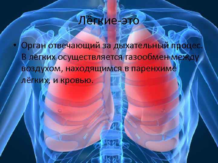 Лёгкие-это • Орган отвечающий за дыхательный процес. В лёгких осуществляется газообмен между воздухом, находящимся