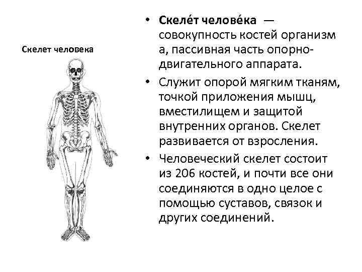 Костей в организме человека. Скелет защита внутренних органов. Скелет с описанием внутренних органов. Внутренность человека мышцы скелет и органы.