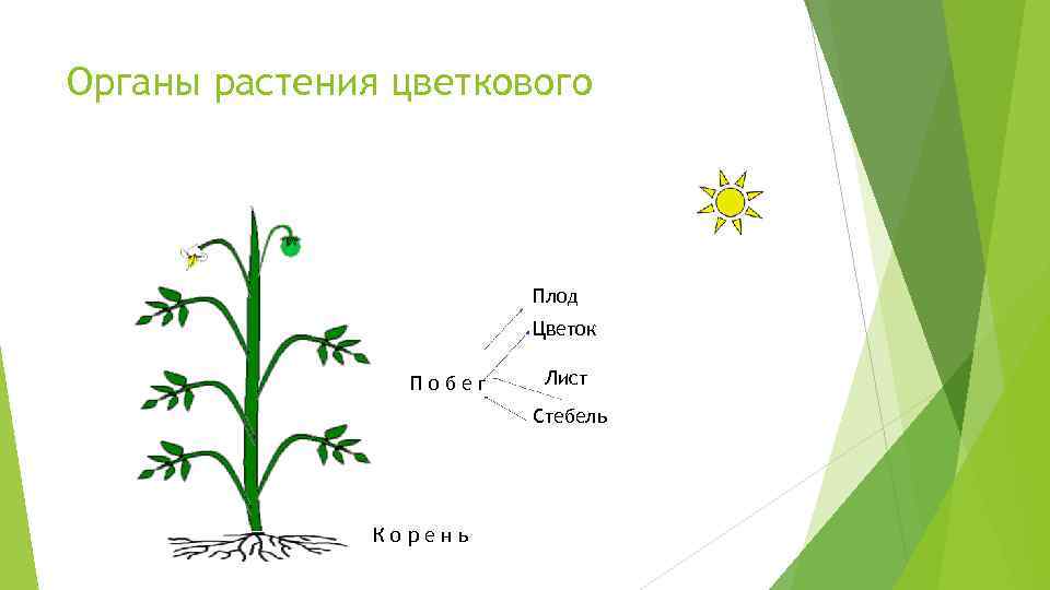 Органы цветкового растения схема