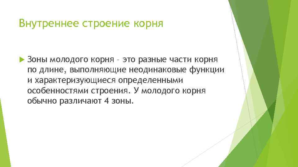 Внутреннее строение корня Зоны молодого корня – это разные части корня по длине, выполняющие