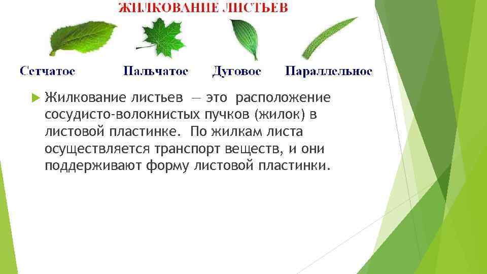 Какое жилкование листа у земляники. Тип жилкования листа земляники. Жилки листа сосудисто волокнистые пучки. Жилкование листа бобовых. Тип жилкования листьев малины.