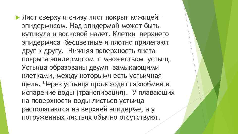  Лист сверху и снизу лист покрыт кожицей – эпидермисом. Над эпидермой может быть