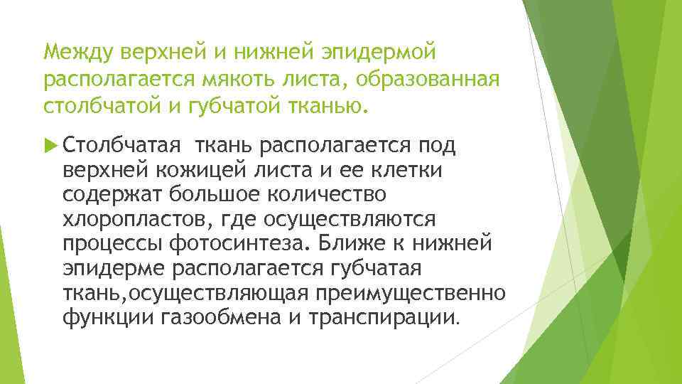 Между верхней и нижней эпидермой располагается мякоть листа, образованная столбчатой и губчатой тканью. Столбчатая