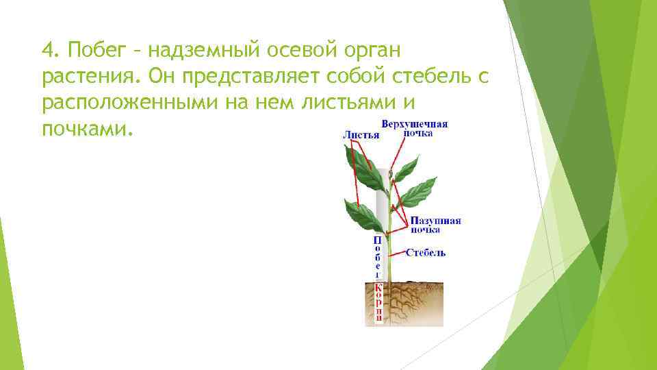 4. Побег – надземный осевой орган растения. Он представляет собой стебель с расположенными на