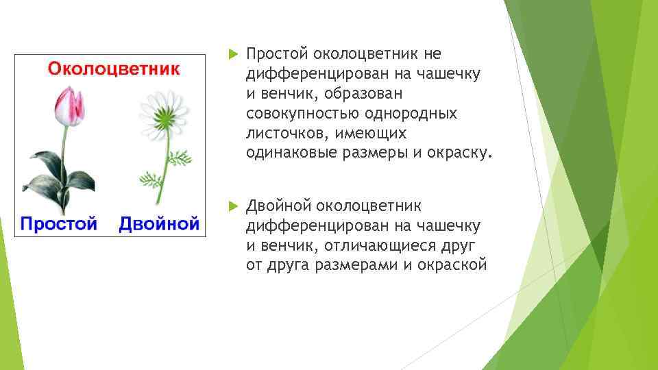 Двойной околоцветник образован. Околоцветник образован чашечкой и венчиком. Простой околоцветник образован чашечкой. Чашечка и венчик образуют. Чем отличается двойной околоцветник от простого.